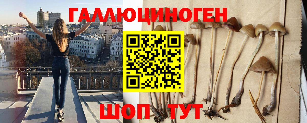 Галлюциногенные грибы Psilocybe  Вход с VPN  Гуково 
